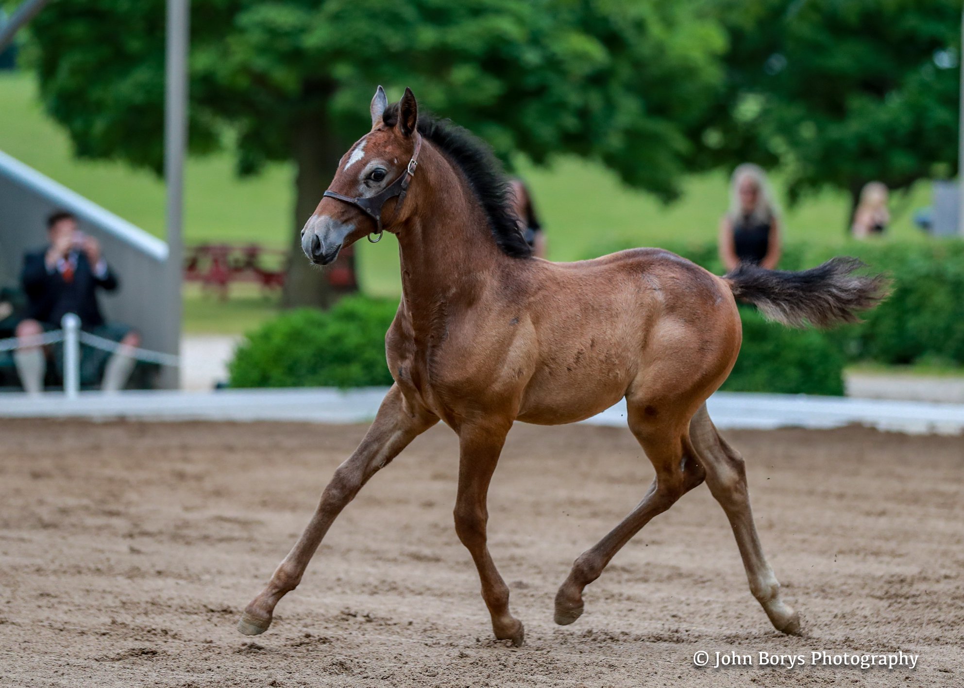 Lipizzaner Foals For Sale USA